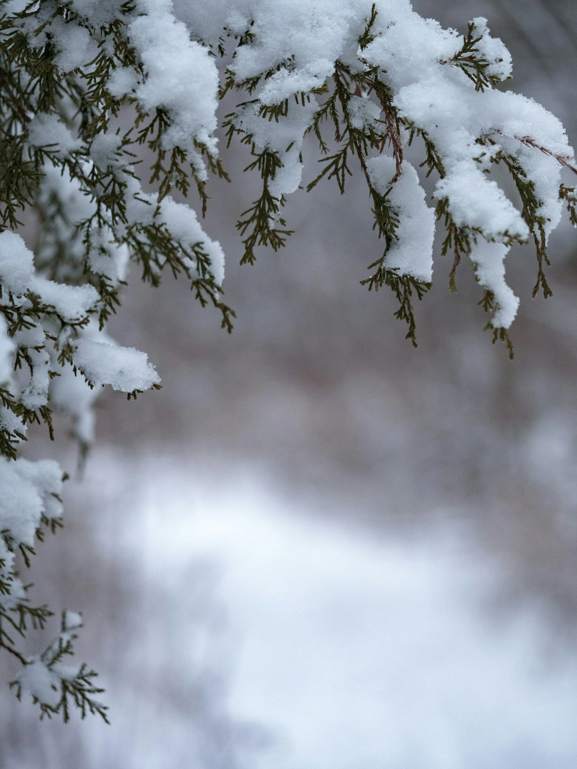 What Winter Asks of You: Mental Health and the Calgary Slowdown
