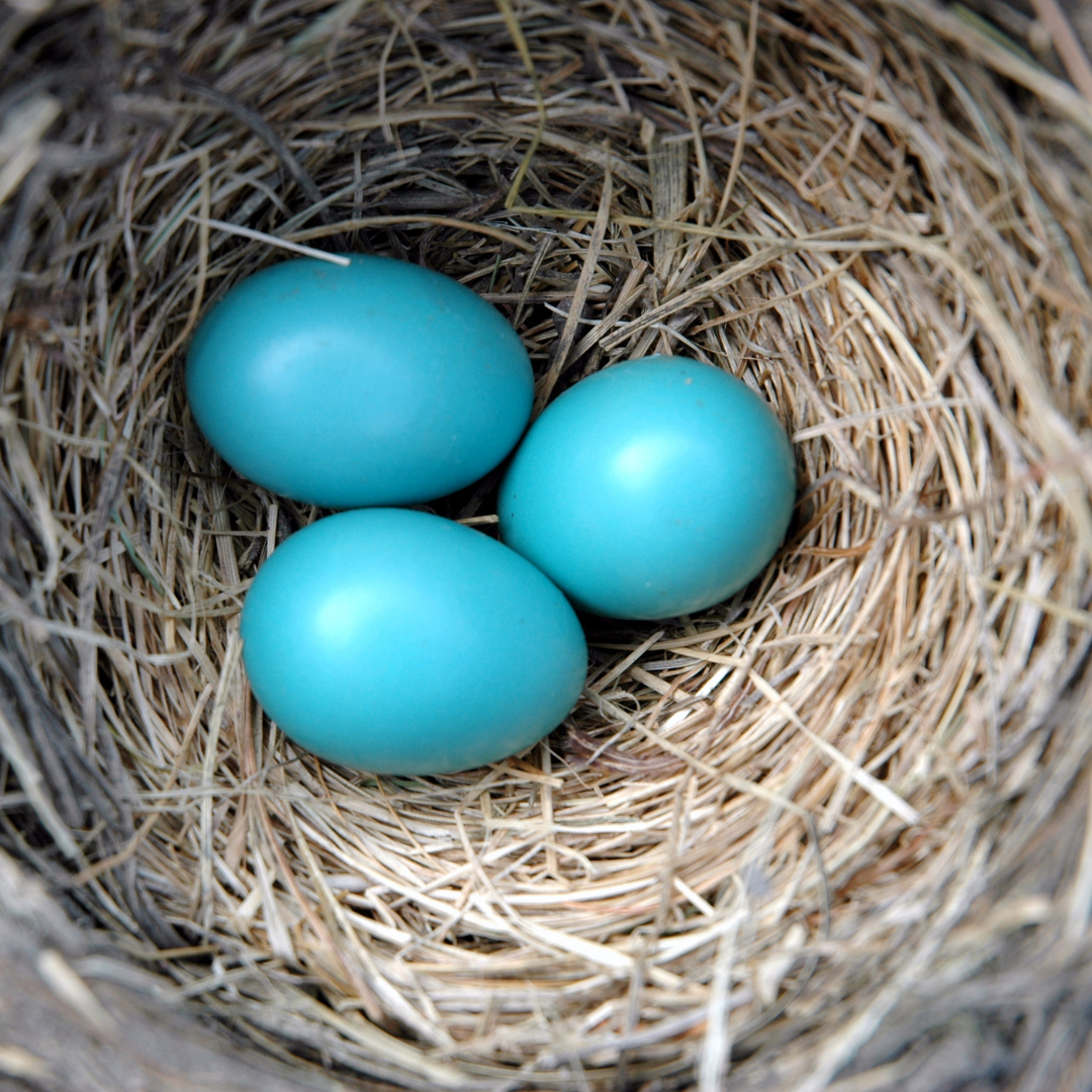 honour your nest
