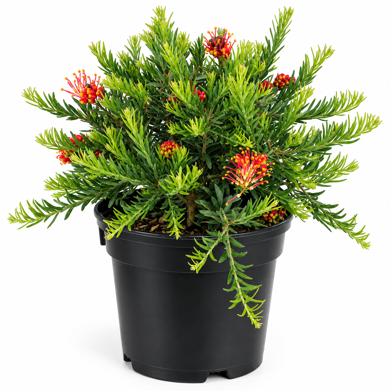 Grevillea 'Fireworks' (Small 140mm pot)