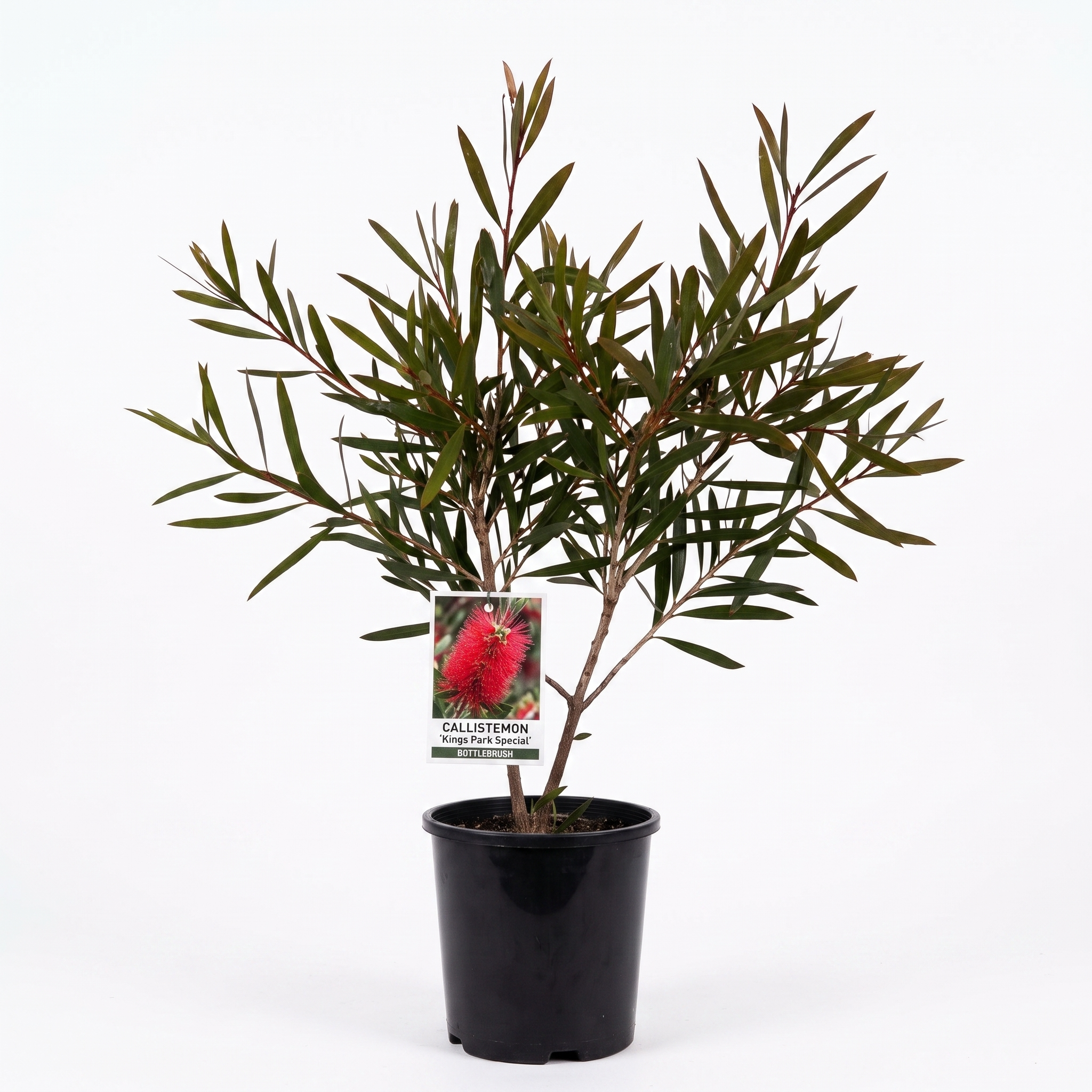 Callistemon 'Kings Park Special' (Medium 200mm pot)