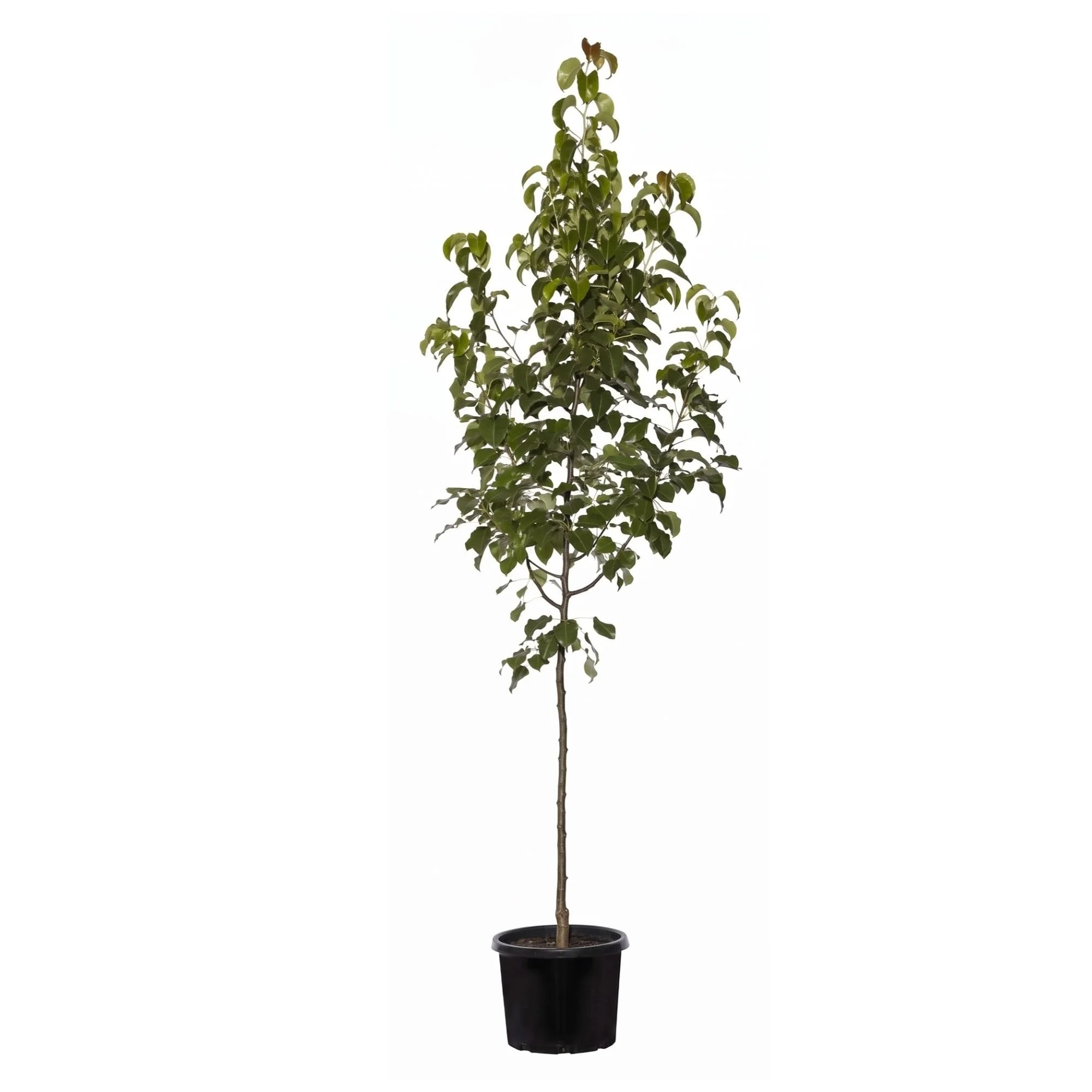 Capital Pear (Large 330mm pot)