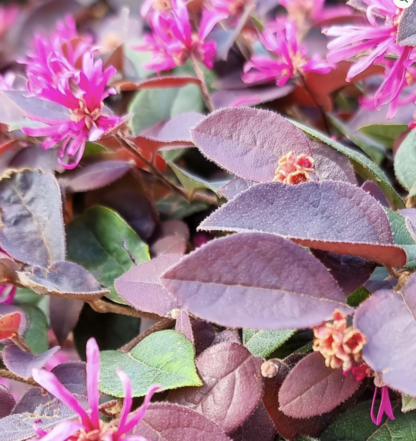 China_pink_loropetalum_leaf.png