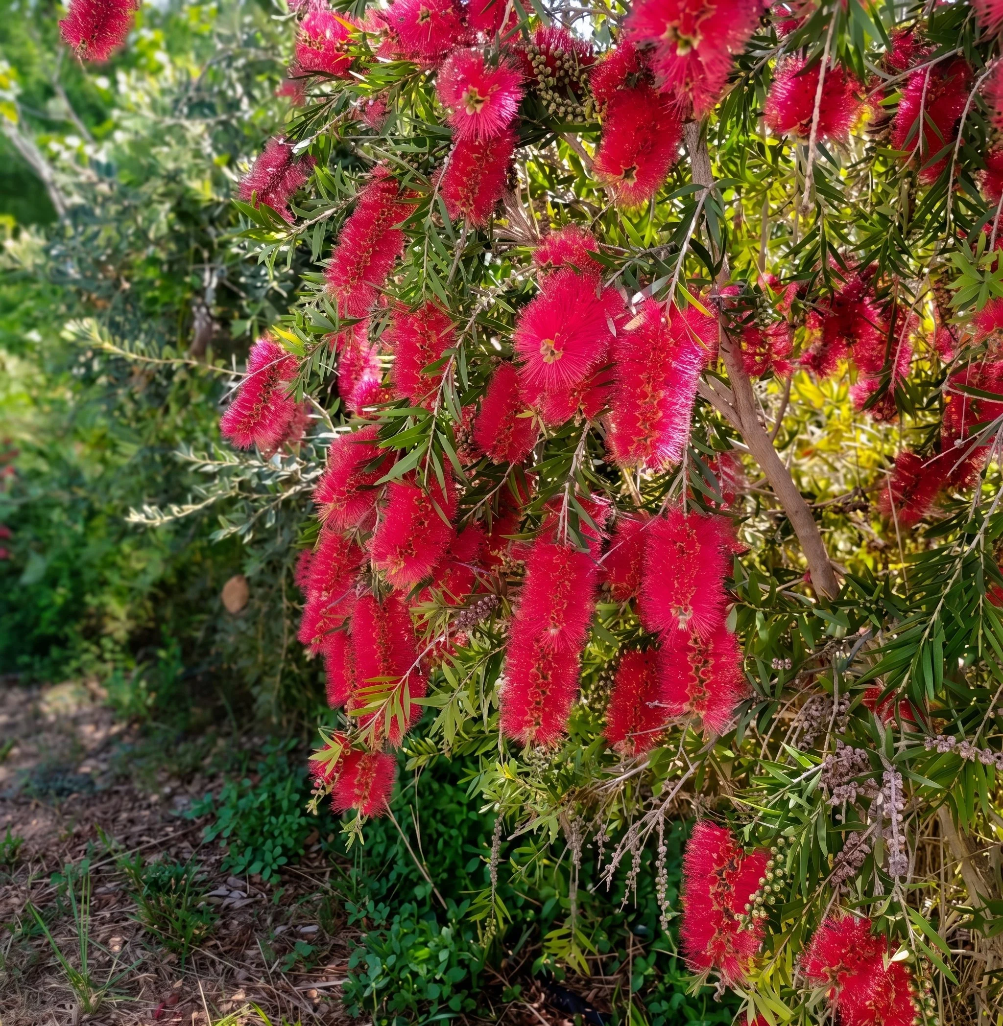 callistemon-captain-cook-bottlebrush