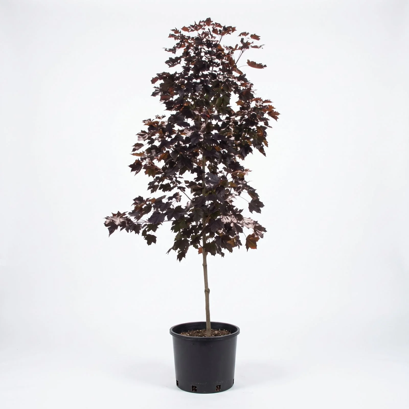purple-maple-potted.jpg