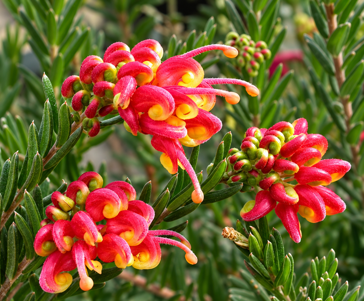 grevillea_firework_flower.png