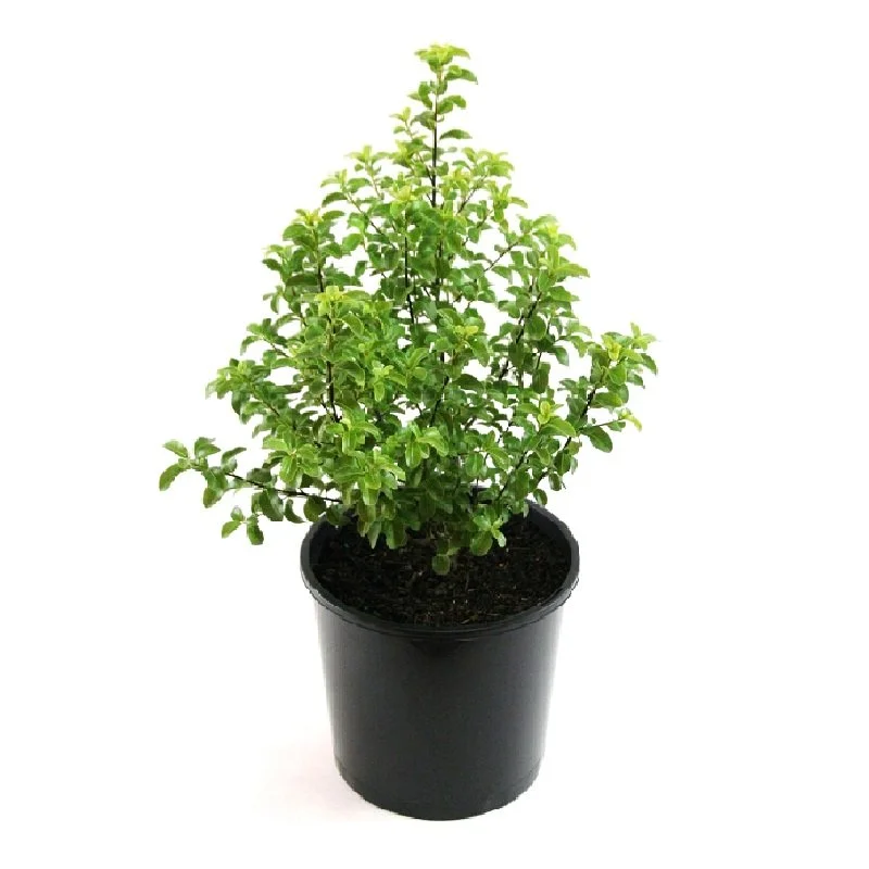 Pittosporum 'Green Pillar'