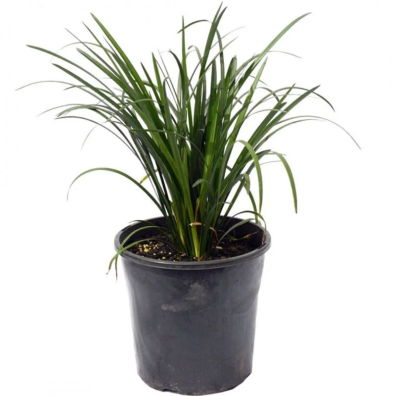 Liriope 'Evergreen Giant' (Medium 200mm pot)