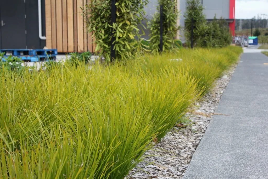 lomandra-tanika-grasses