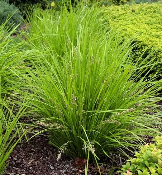 lomandra-tanika-grass