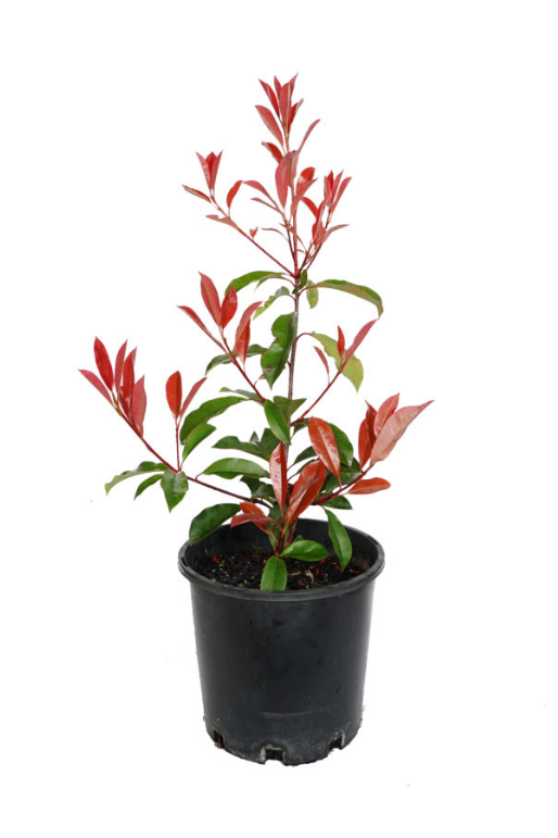 Photinia 'Red Robin'
