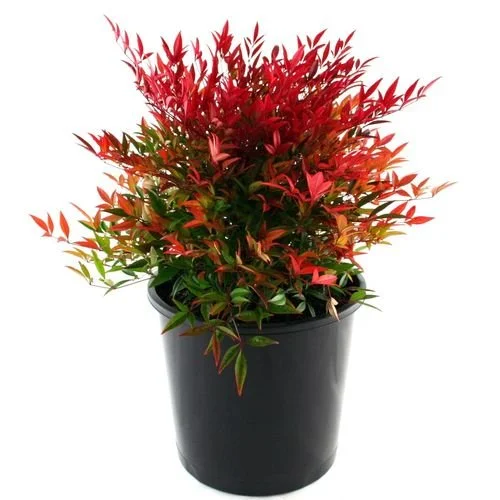 Nandina domestica 'Moonbay'