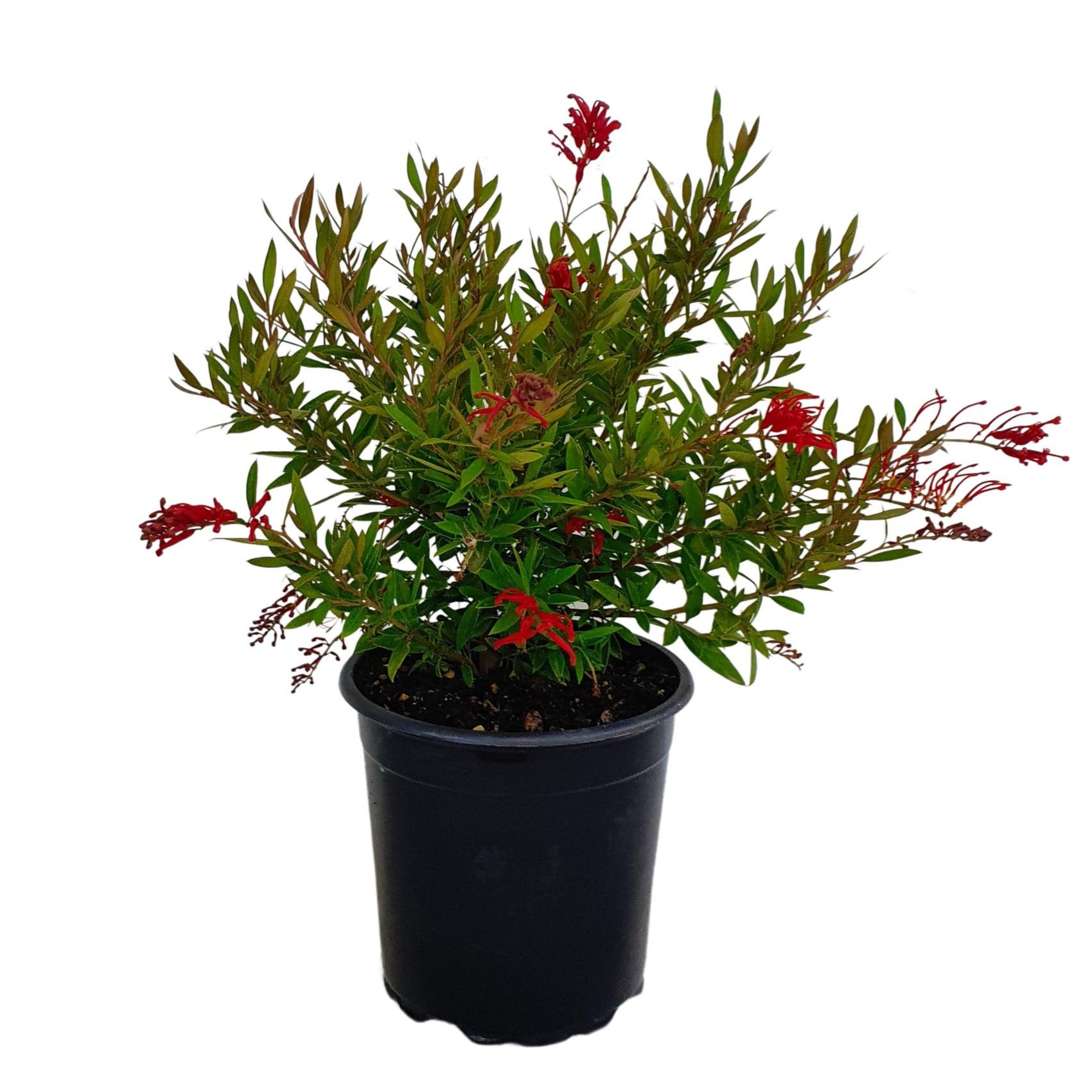 Grevillea Lady O (Small 140mm pot)
