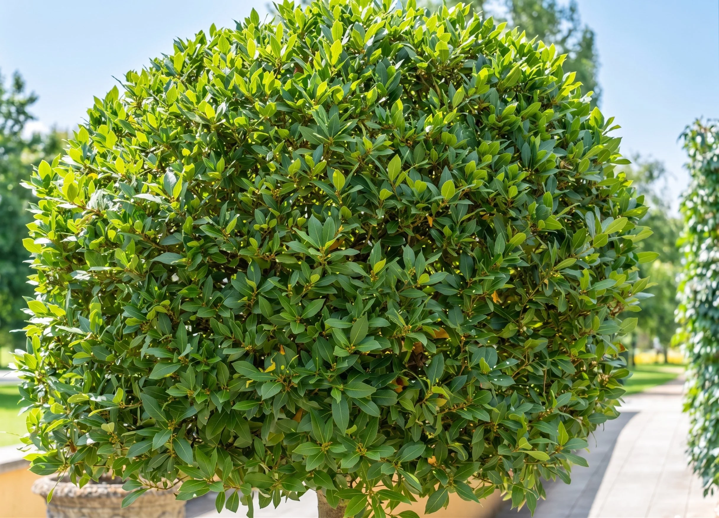 Lauris-nobilis-bayleaf-topiary