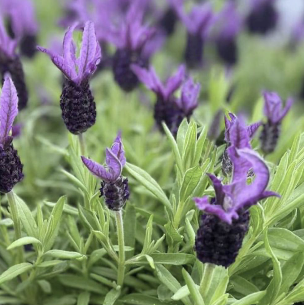 Lavandula_closeup.png