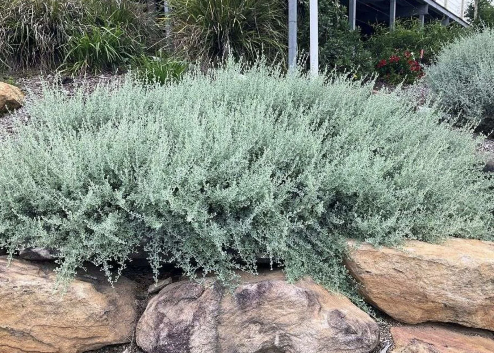 silver-shrub-garden.jpg