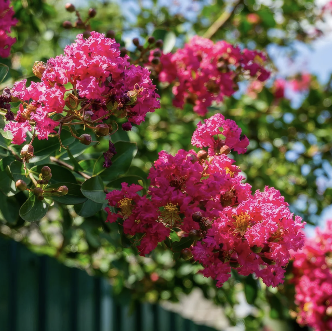 crepe-myrtle-tuscarora-flower.png