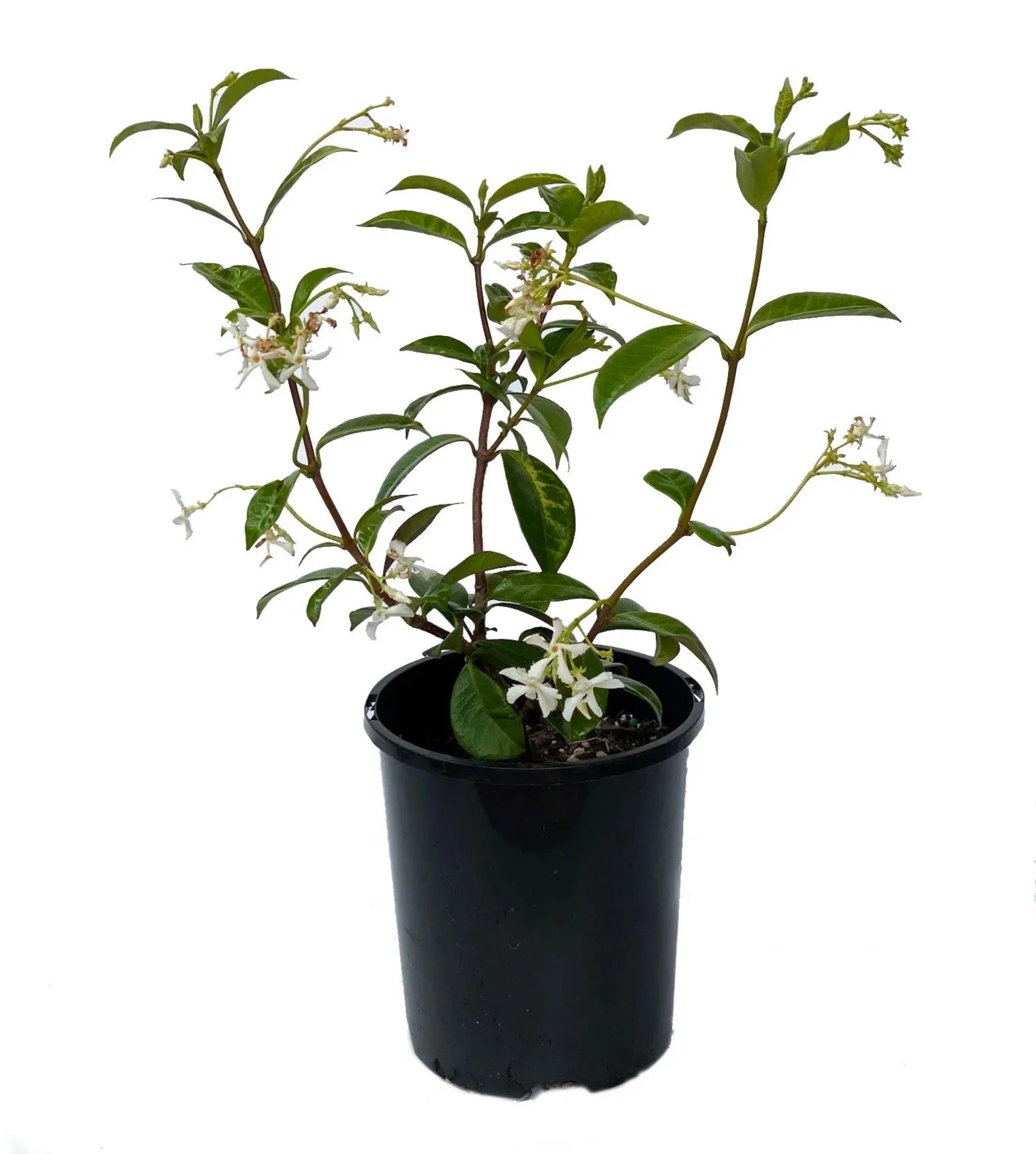 Star Jasmine