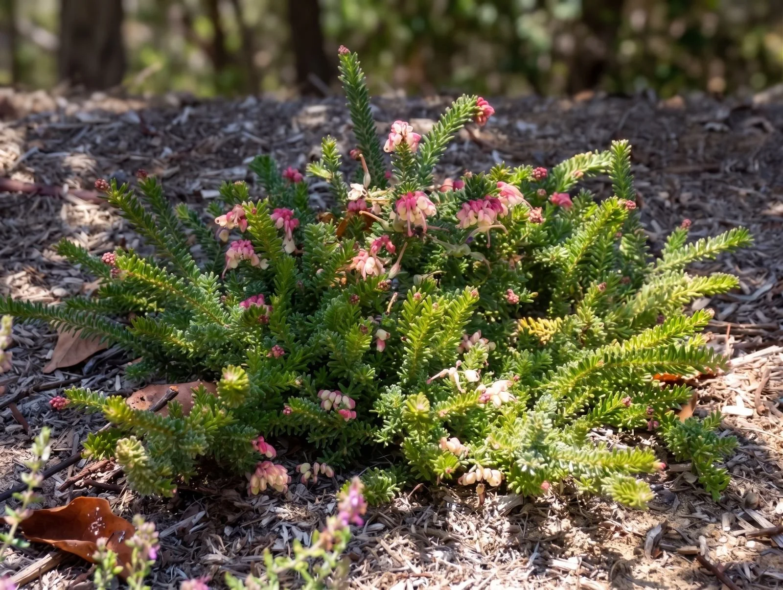 grevillea-garden.jpg