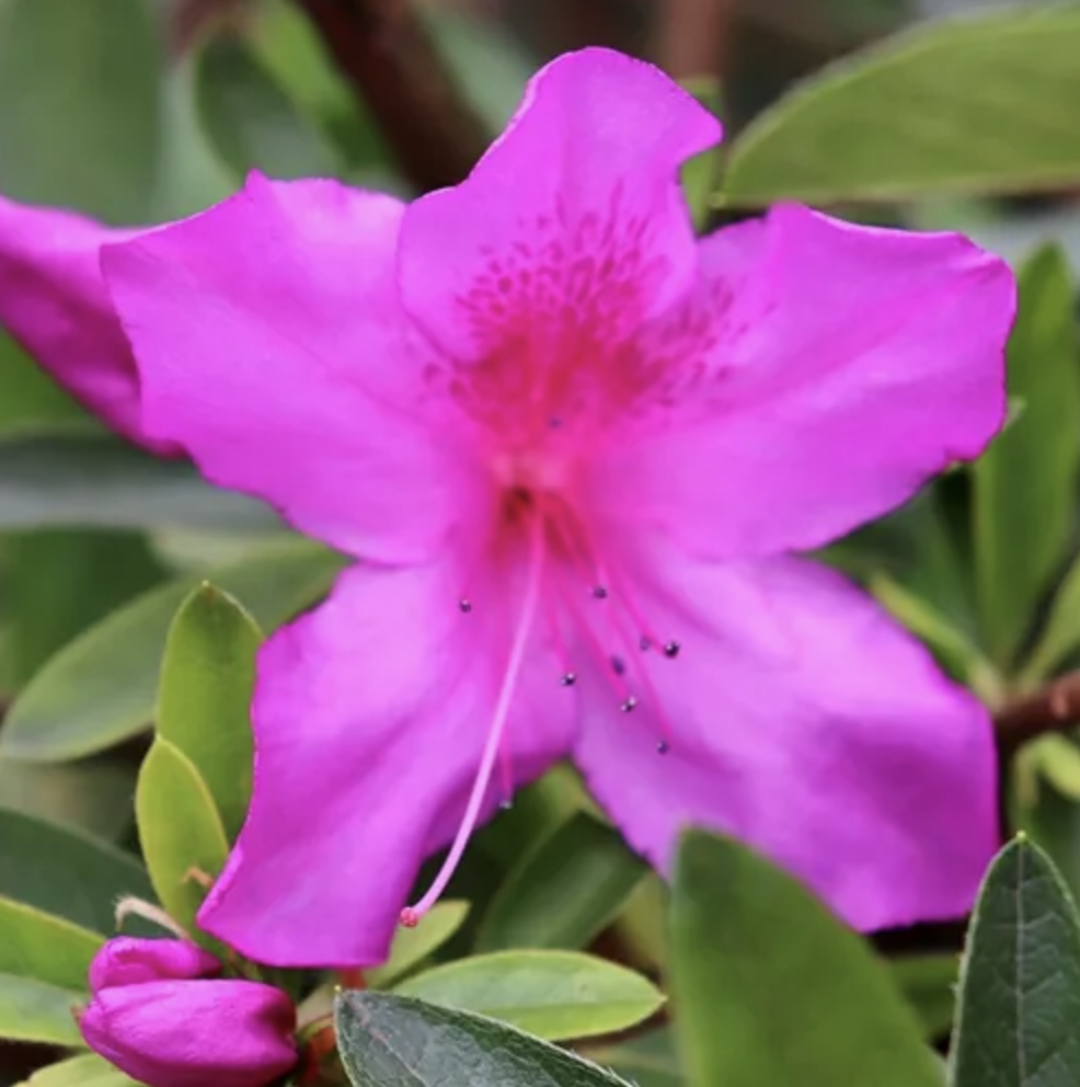 azalea-indica-magnifica-flower