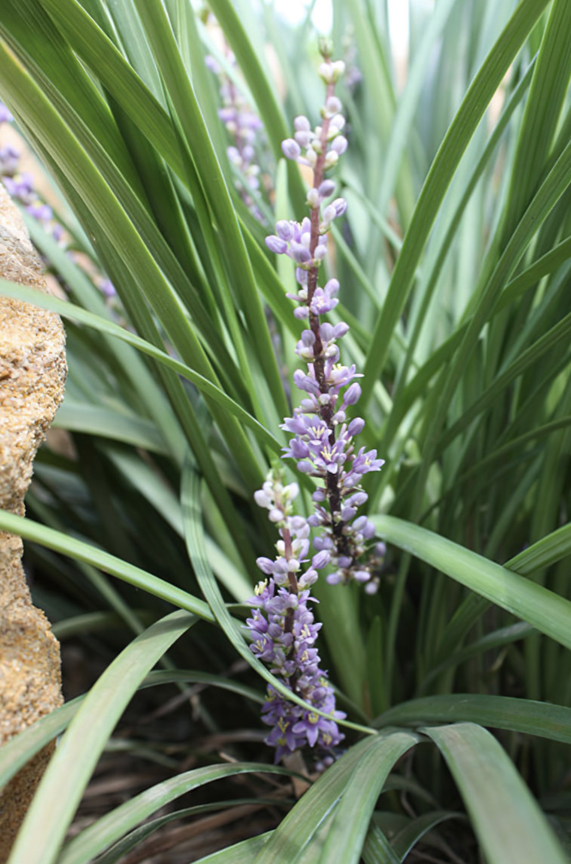 liriope-just-right-flower