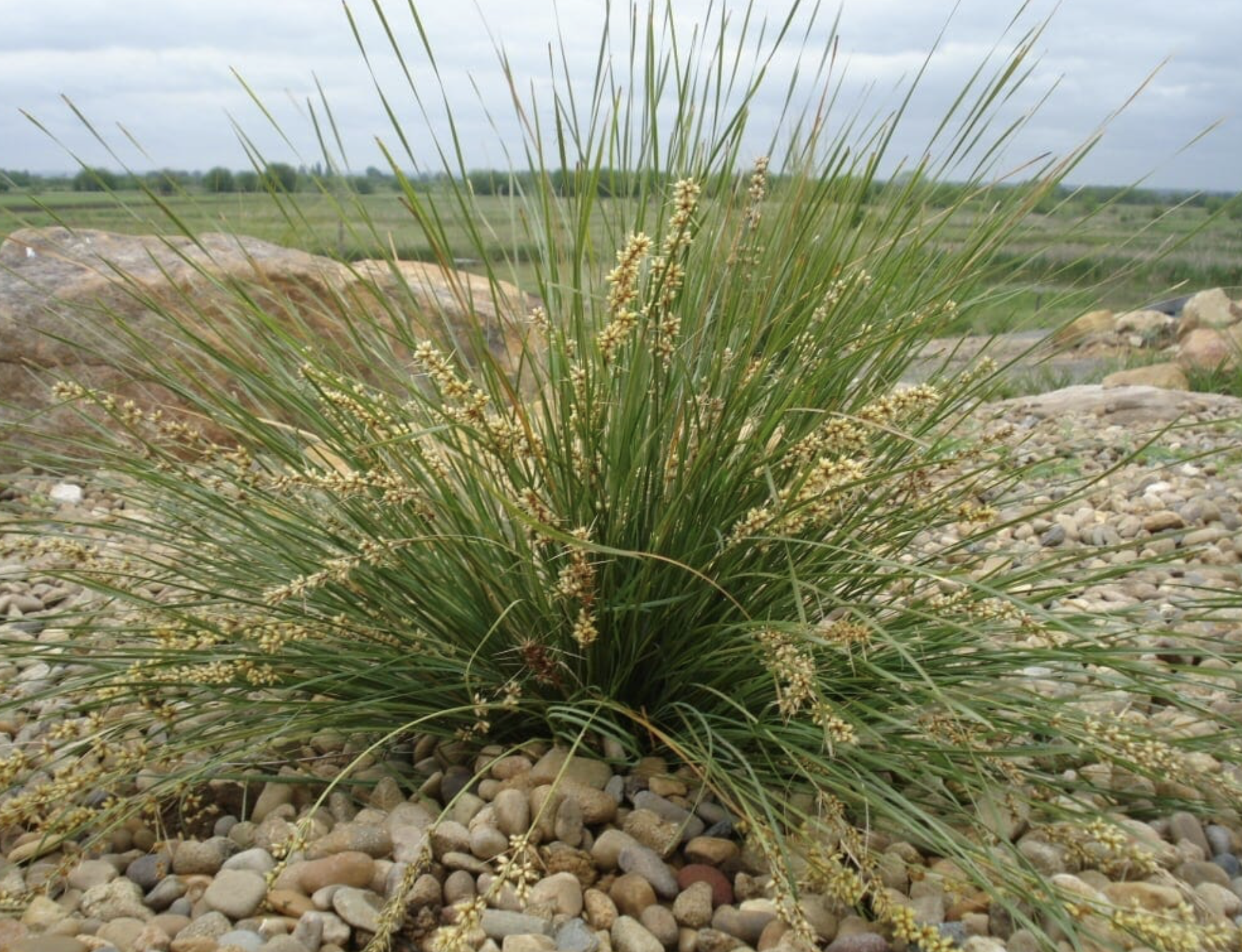 lomandra-shara-native-grass