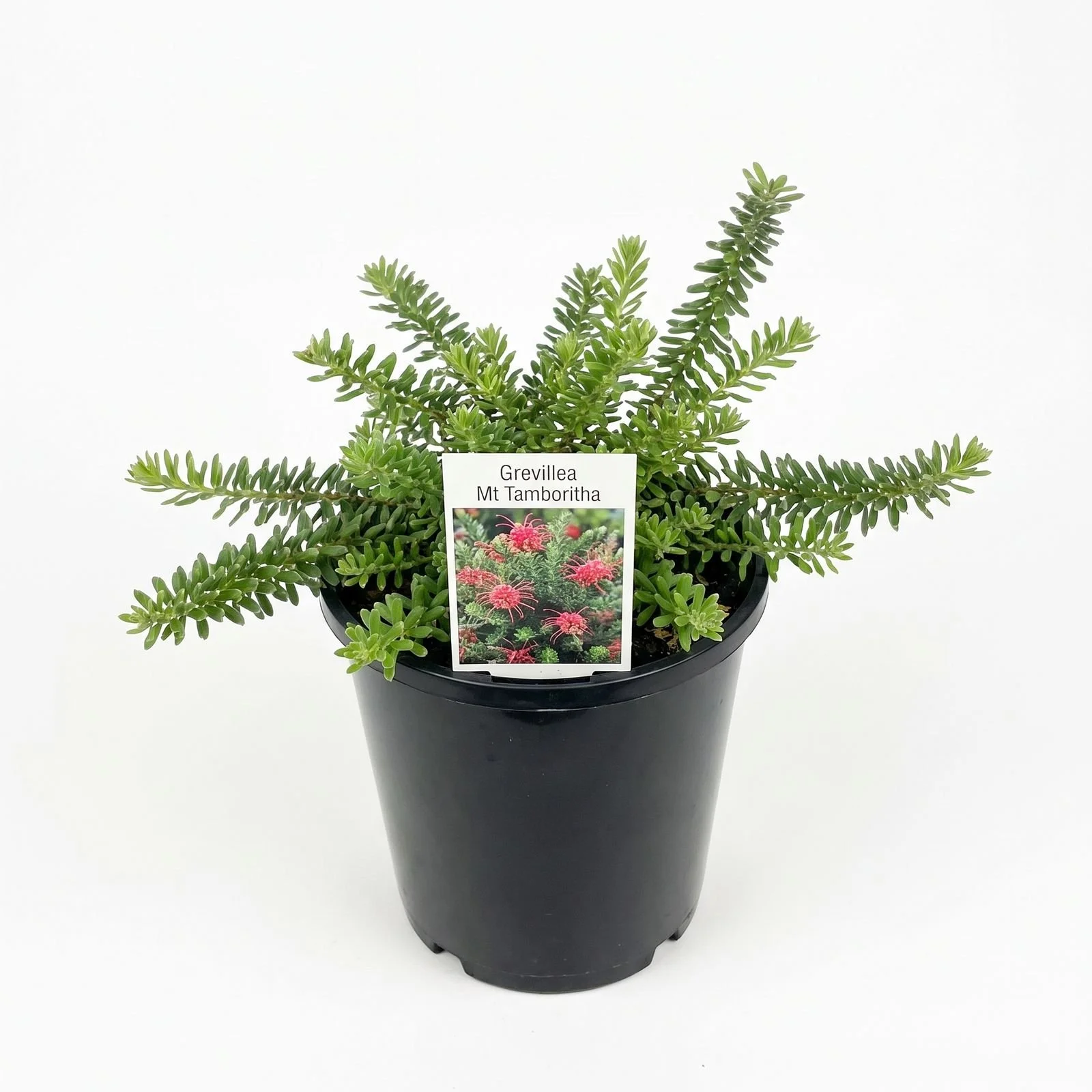 grevillea-mt-tamboritha-potted.jpg