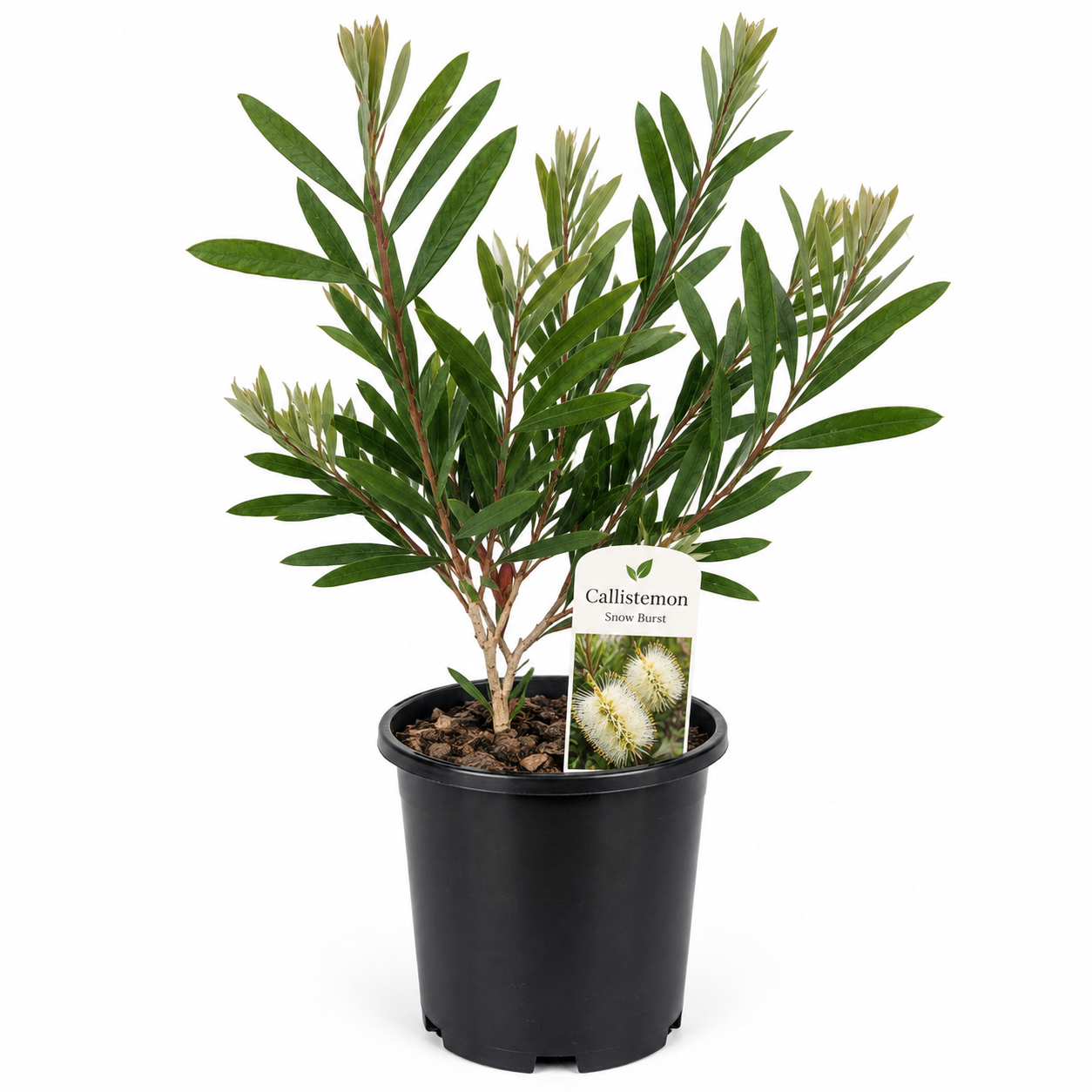 Callistemon 'Snow Burst' (Small 140mm pot)