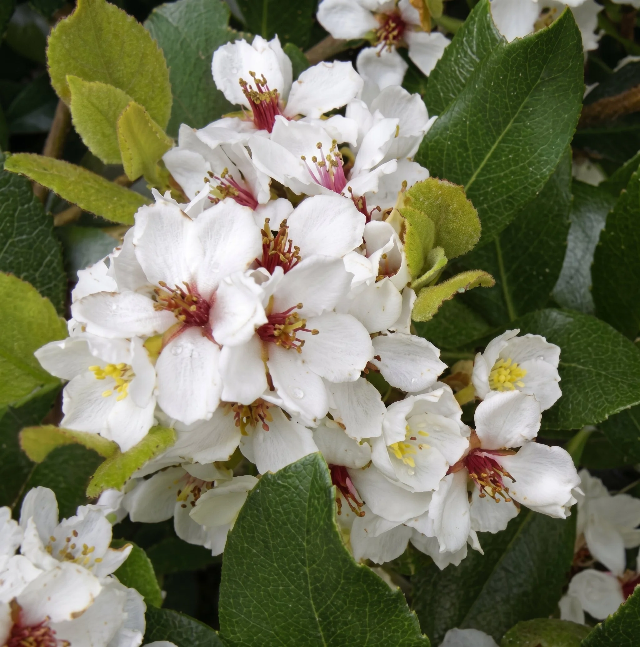 raphiolepsis-indica-cosmic-white-flower