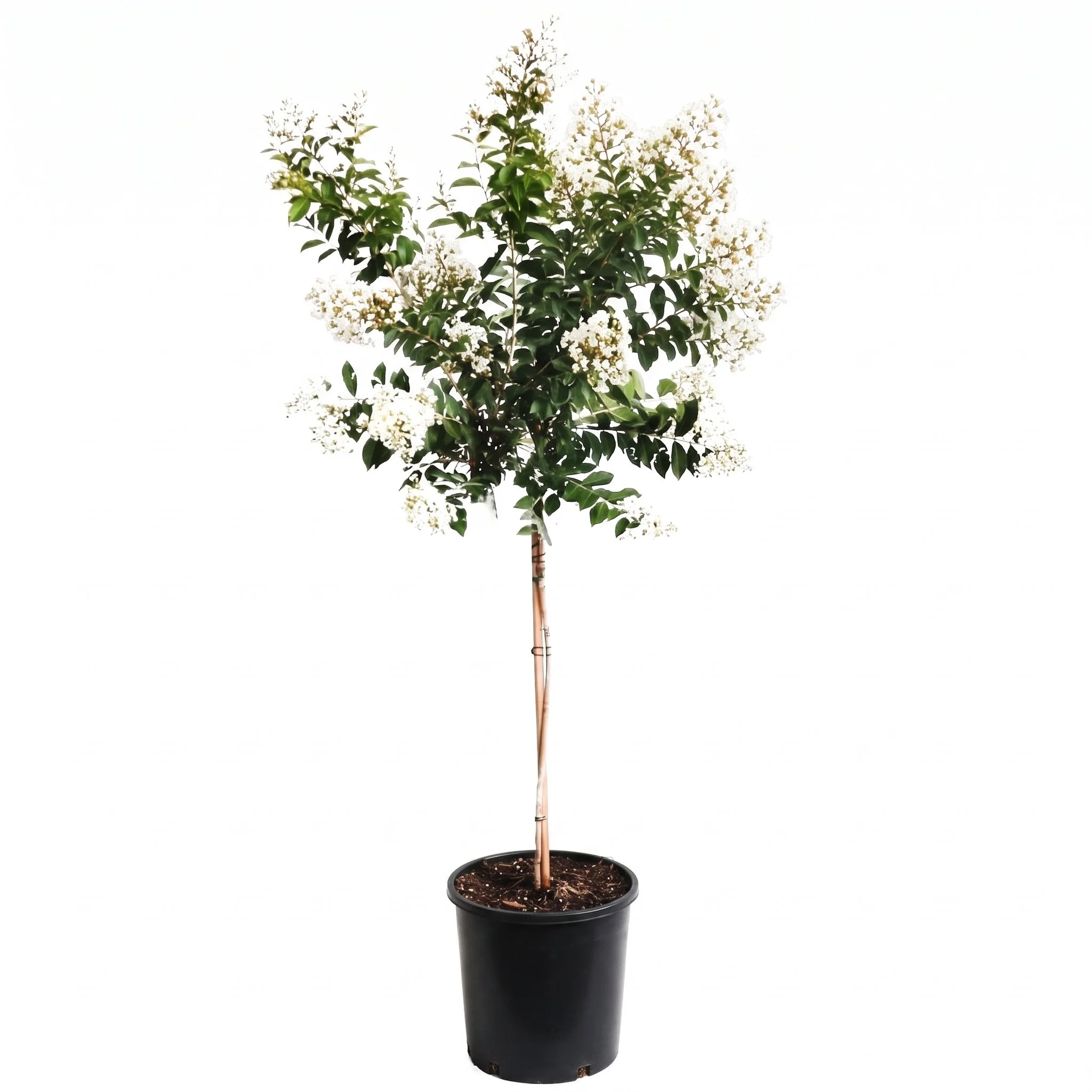 Crepe Myrtle 'Natchez' (Large 330mm pot)