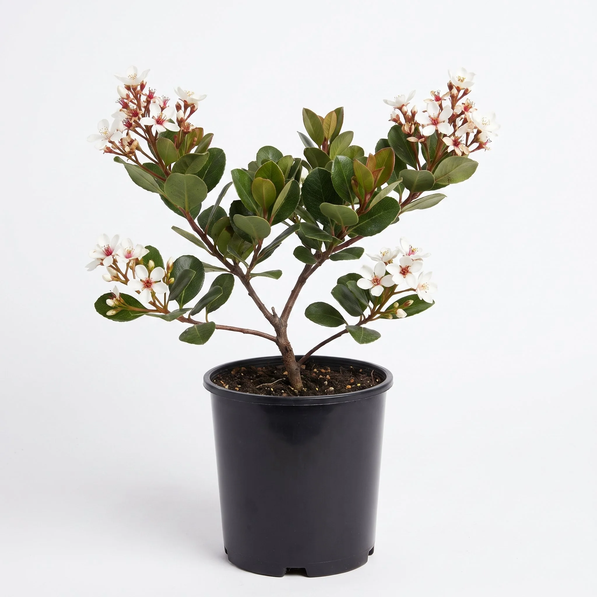 Rhaphiolepis indica 'Cosmic White'