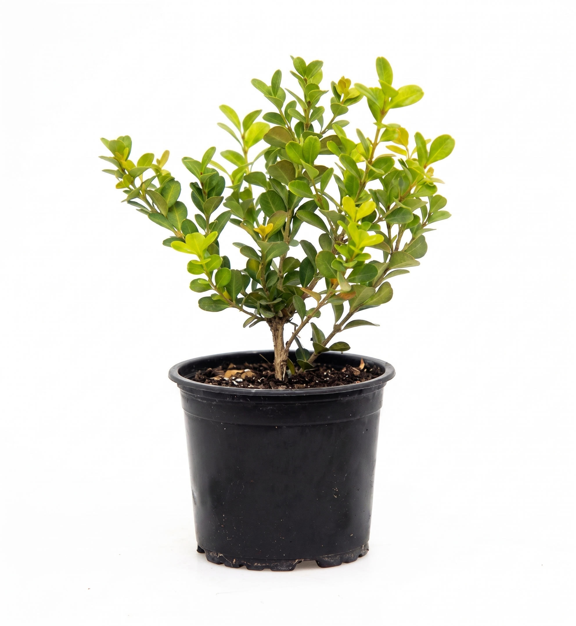 Japanese Buxus