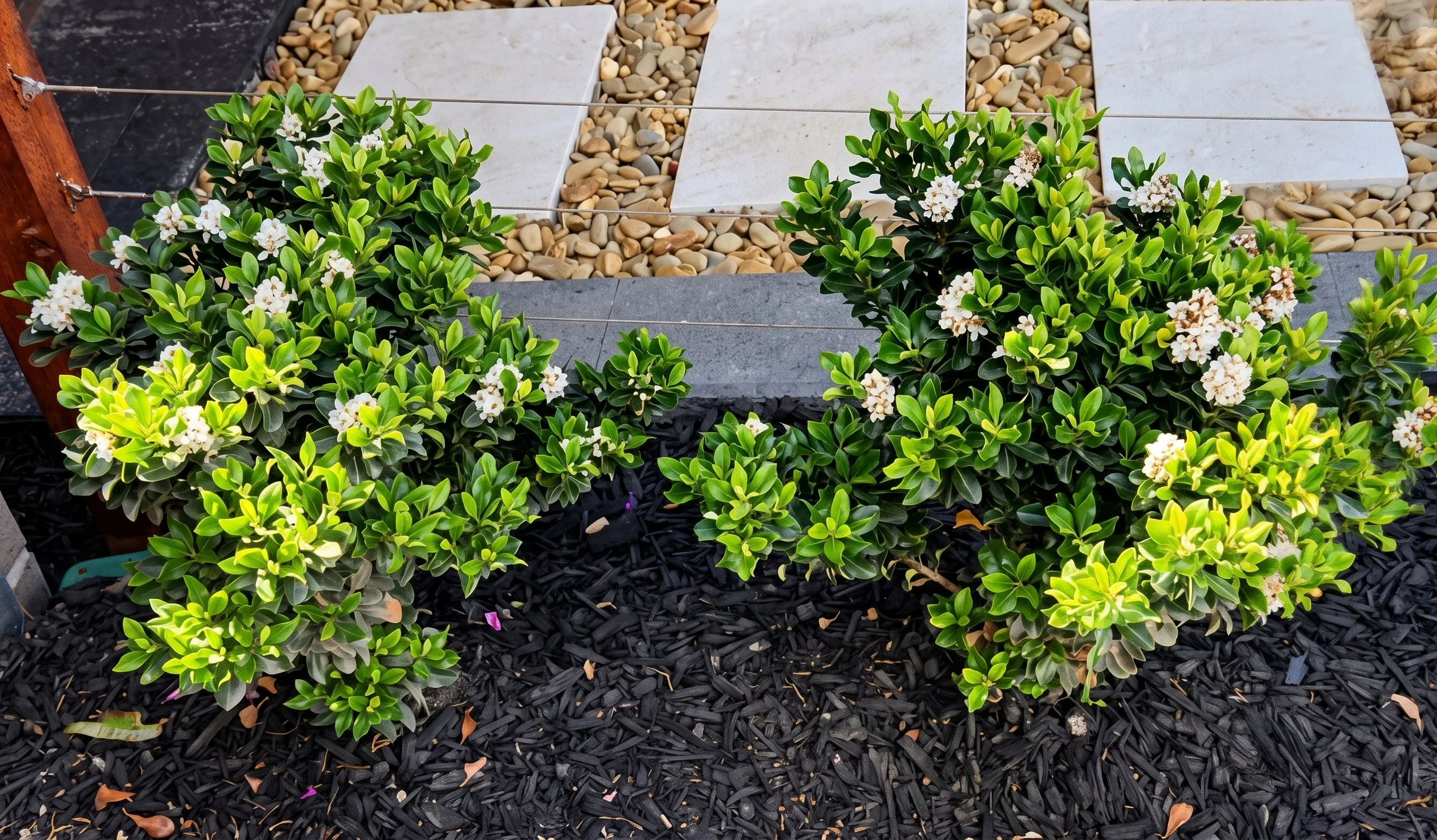 indica-raphiolepsis-cosmicwhite-shrub