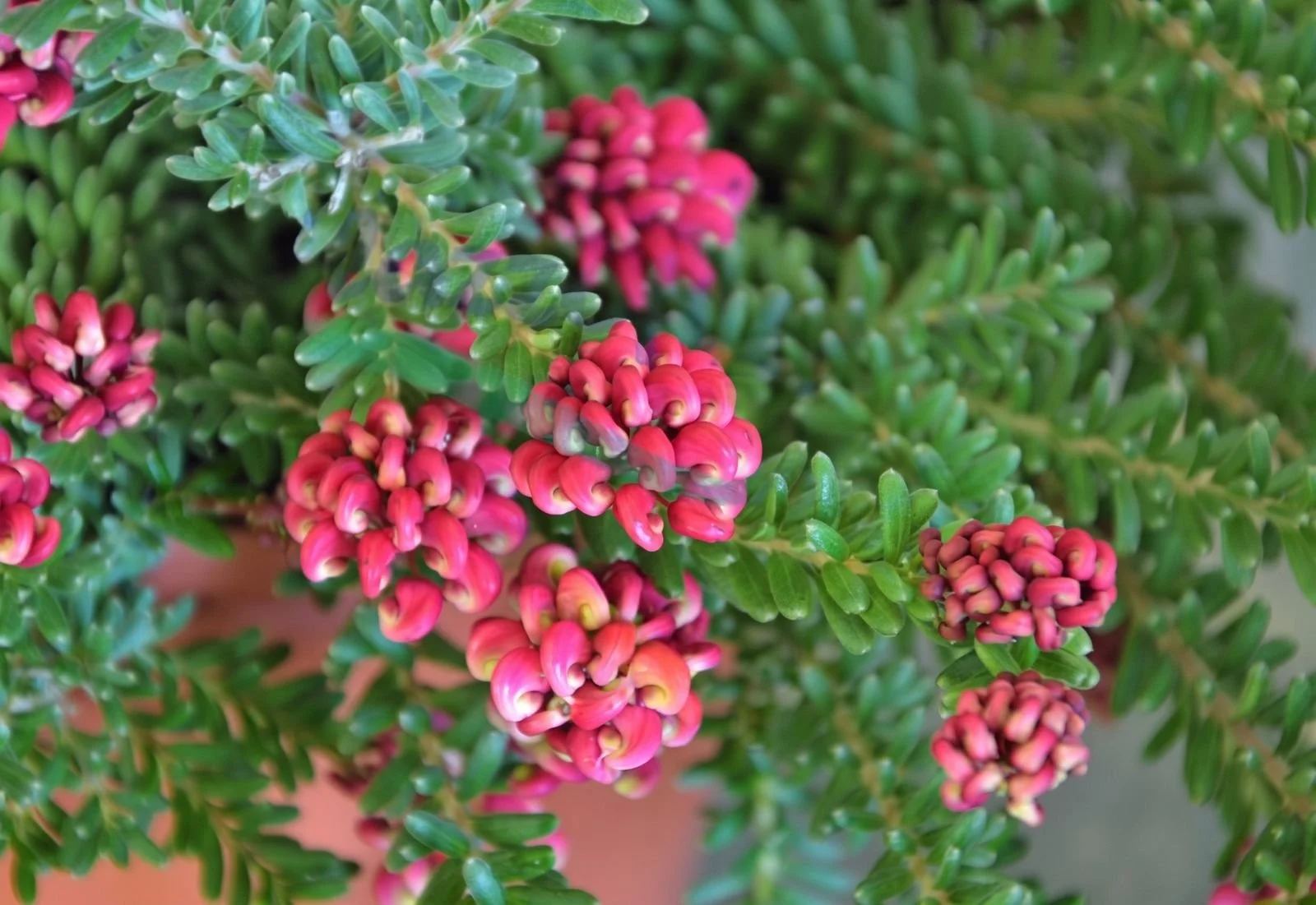 grevillea-flowers-closeup.jpg