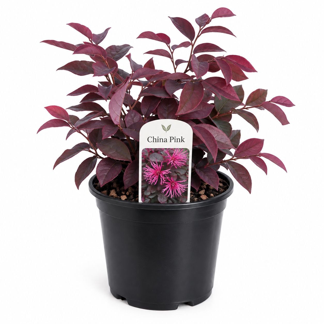 Loropetalum chinense 'China Pink' (Small 140mm pot)
