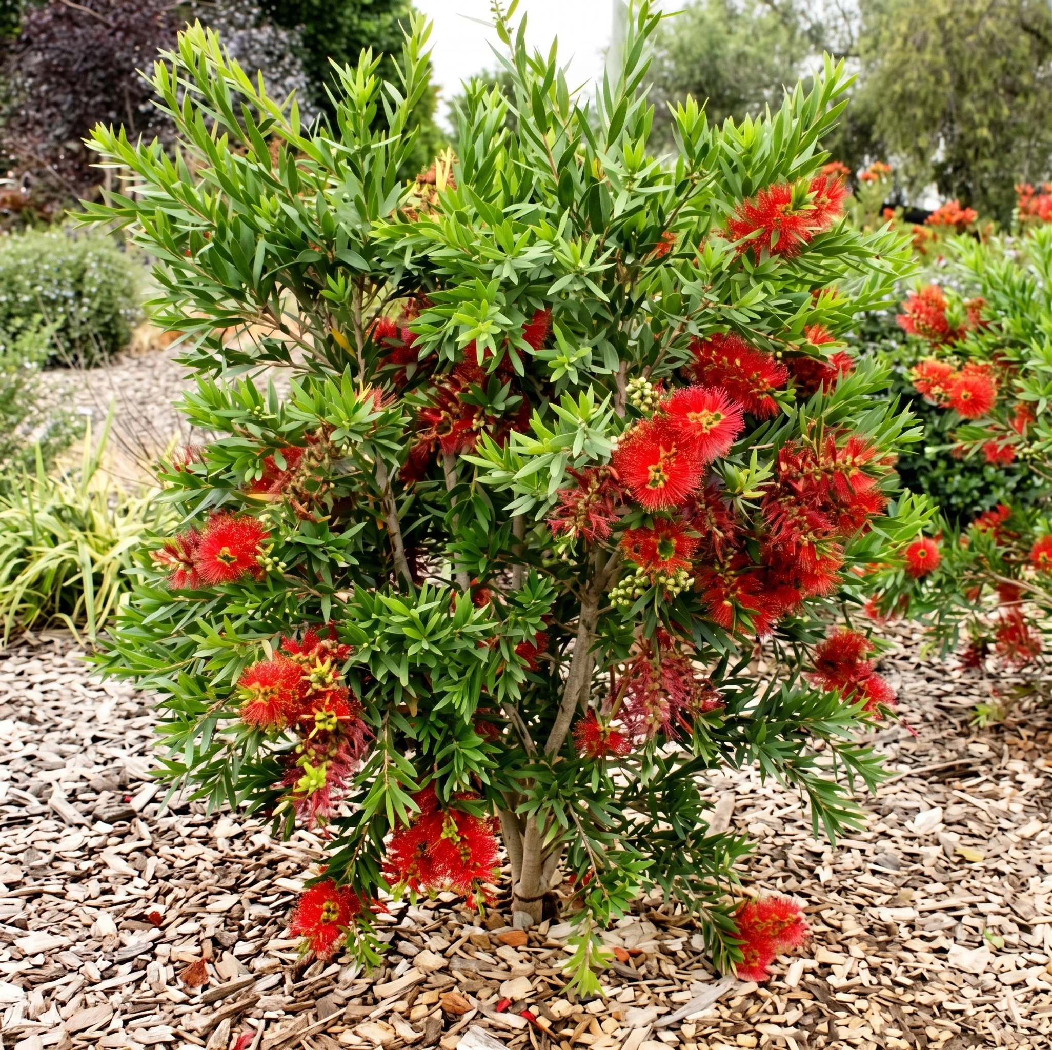 callistemon-macarthur-mature