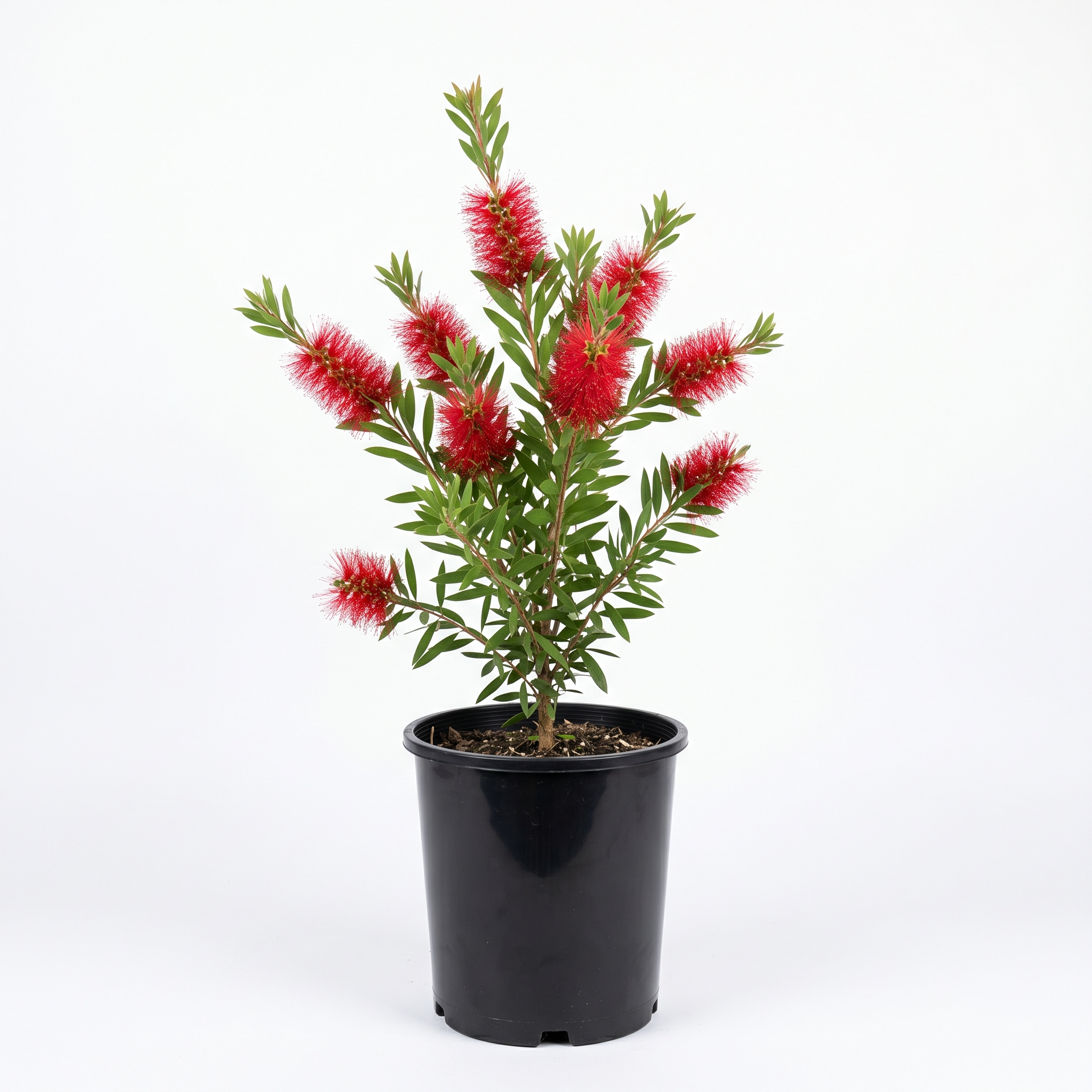 Callistemon viminalis 'Macarthur' (Medium 200mm pot)