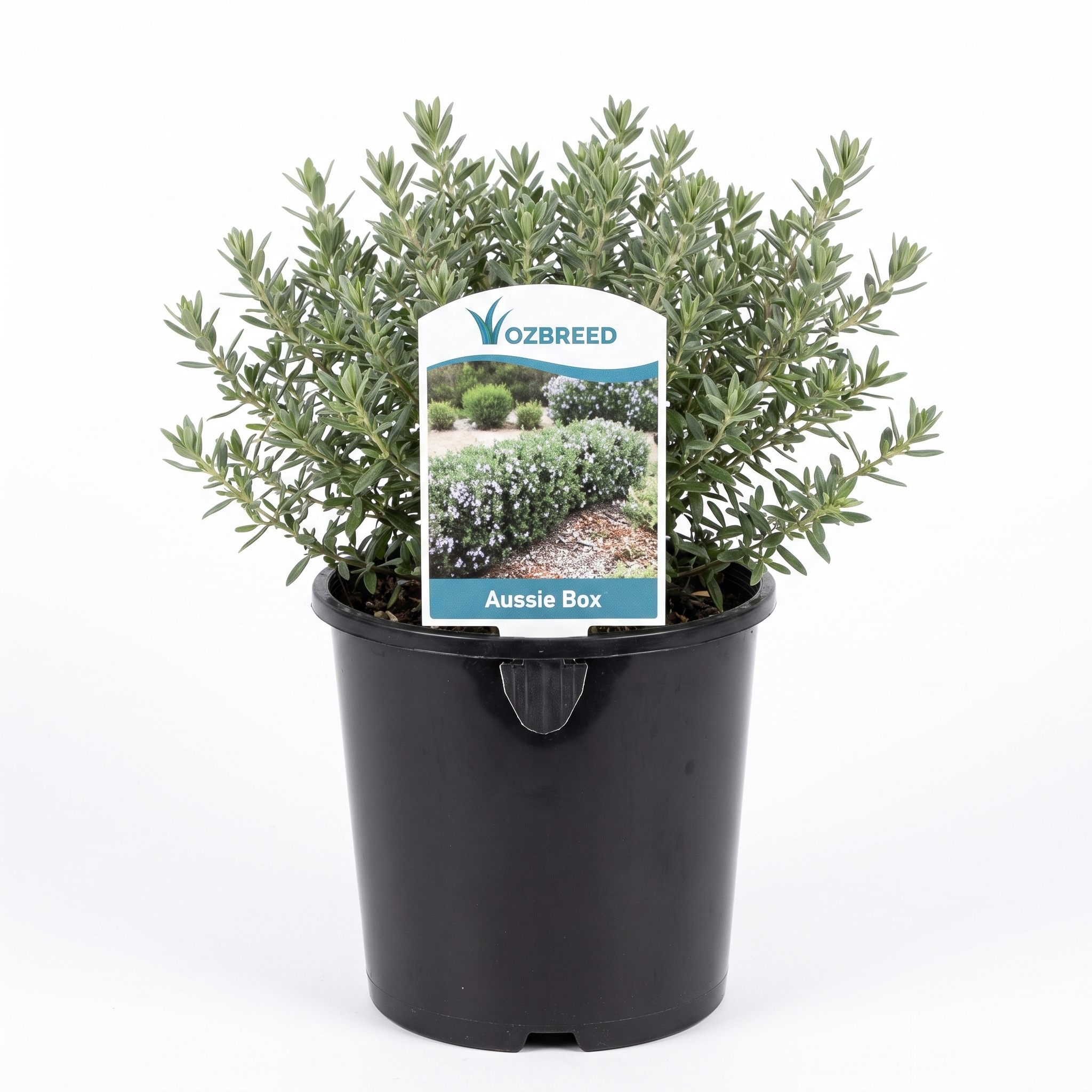 Westringia 'Aussie Box' (Small 140mm pot)