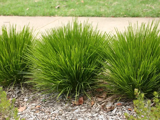lomandra_little_lime.jpg