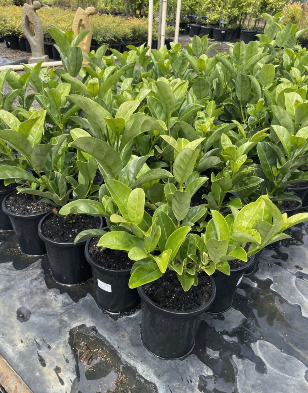 sweet-viburnum-pots