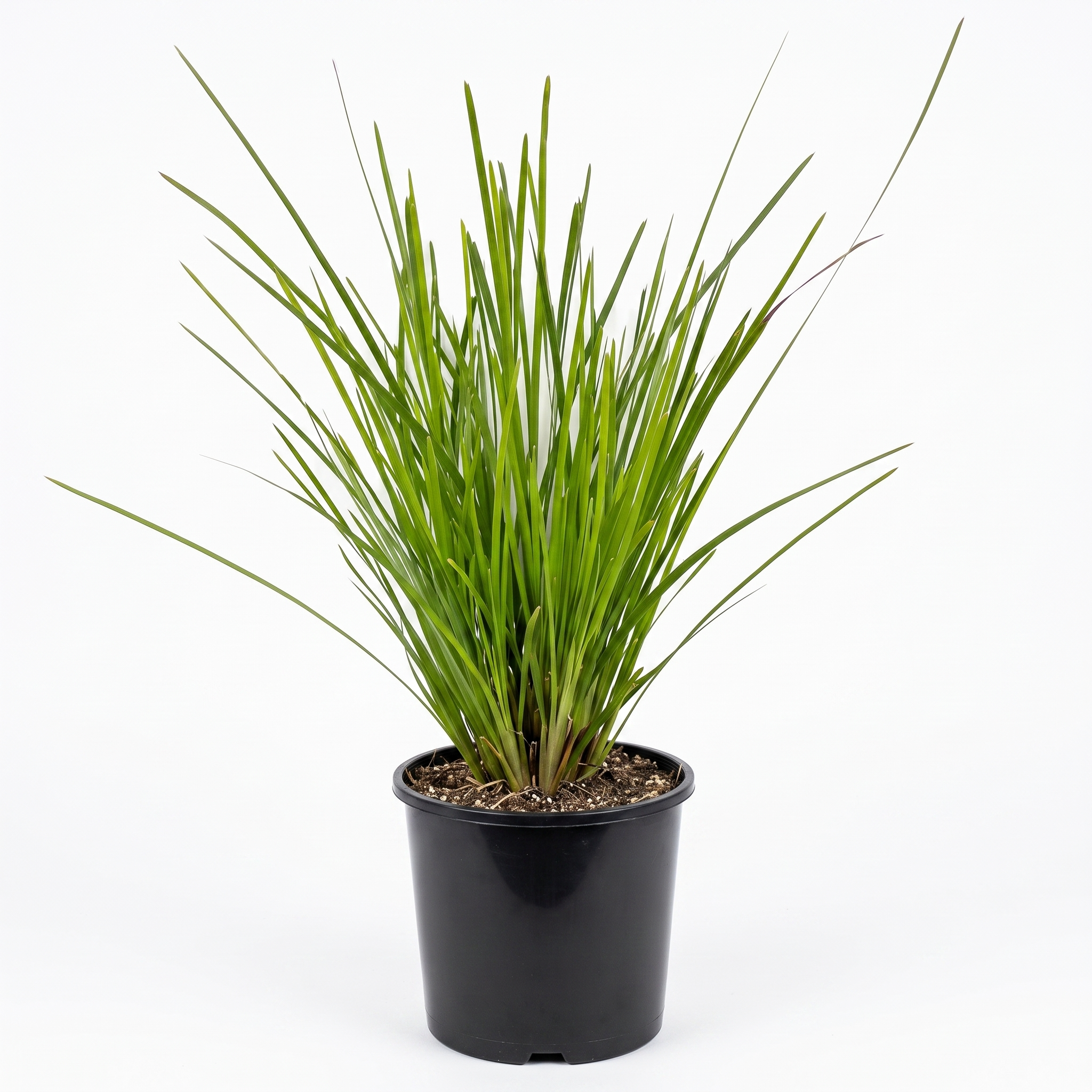 Lomandra 'Little Lime' (Small 140mm pot)