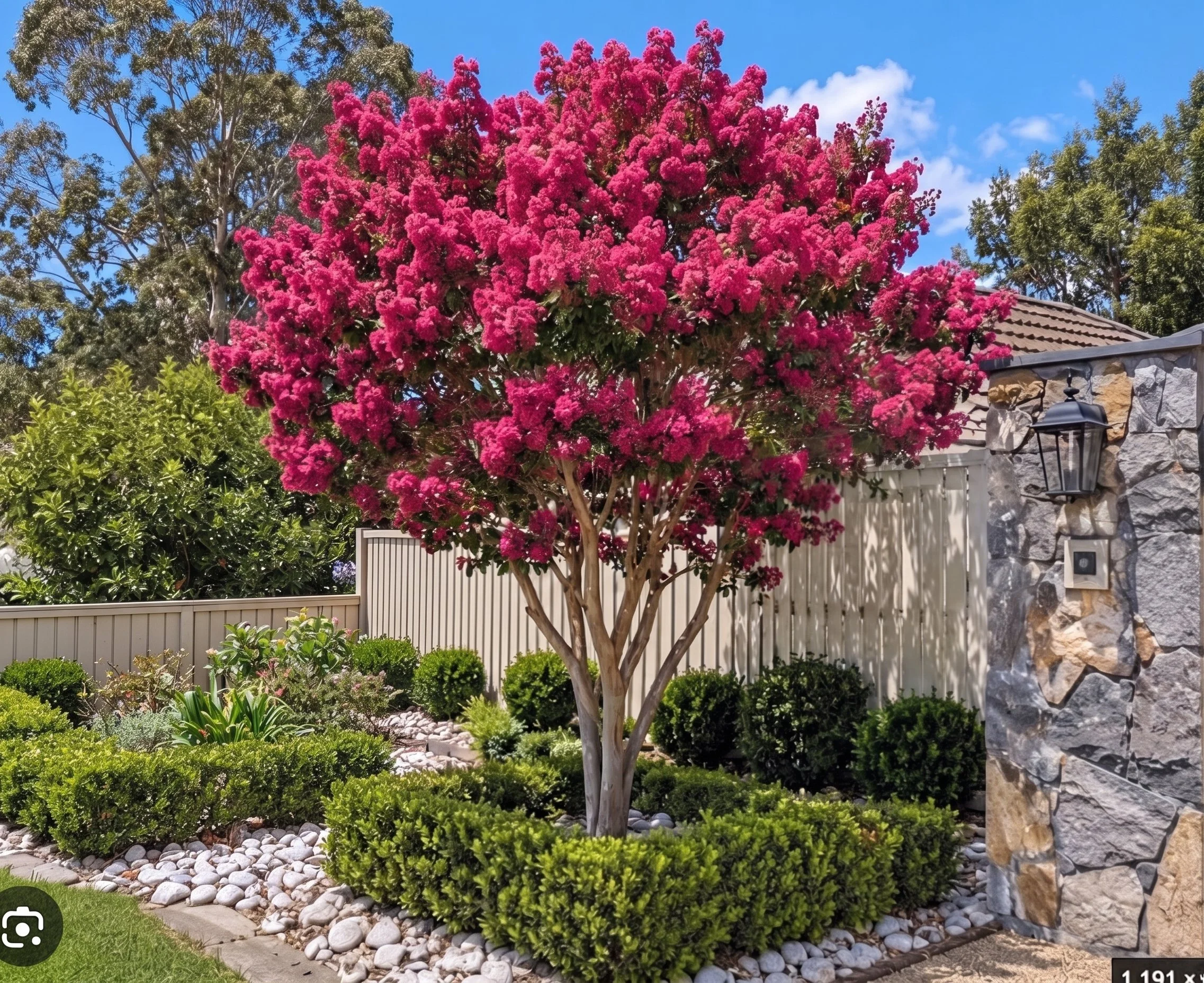 tuscarora-mature-pink-flowering-tree