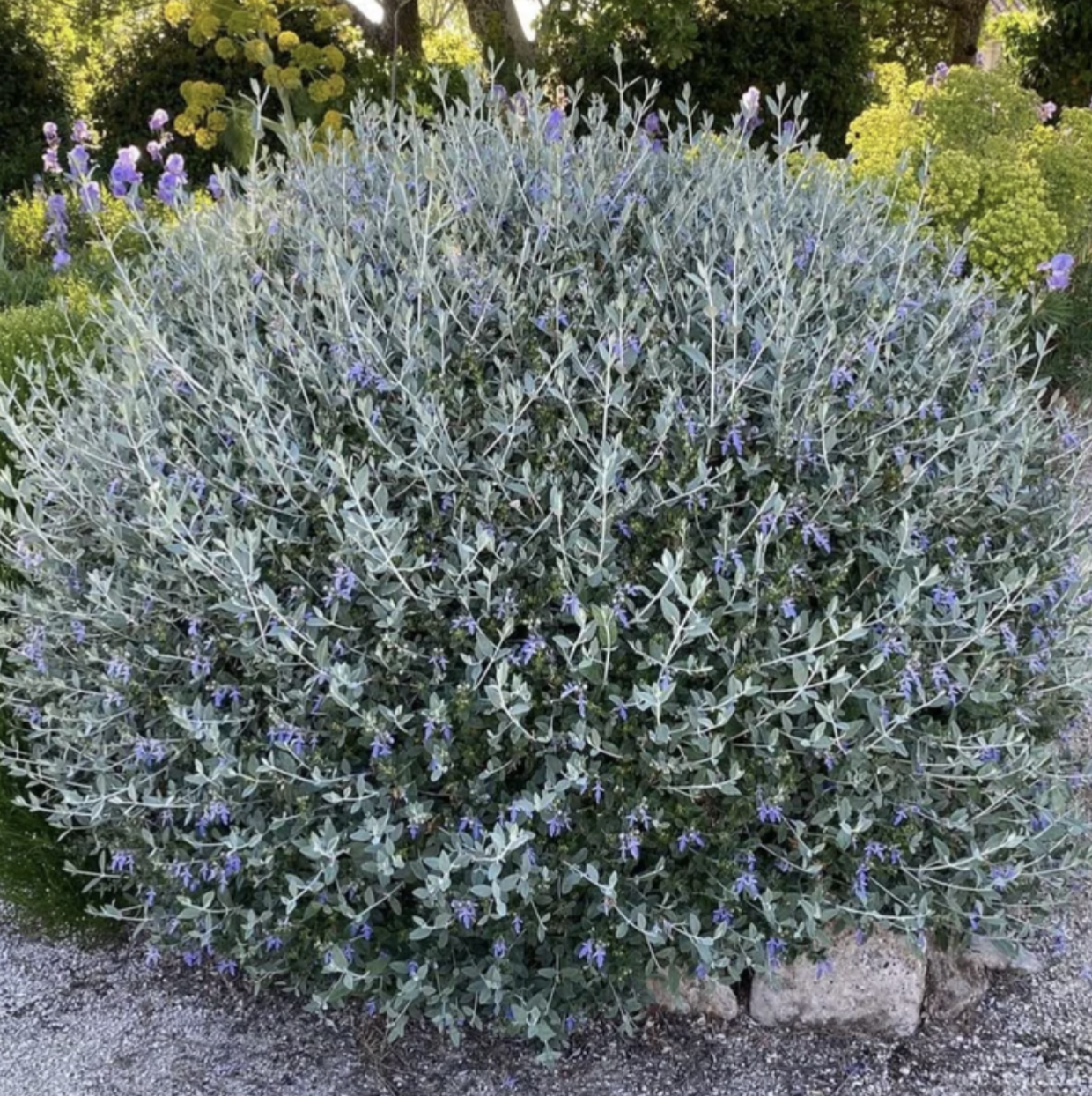 Teucrium_fruticans_ball.png