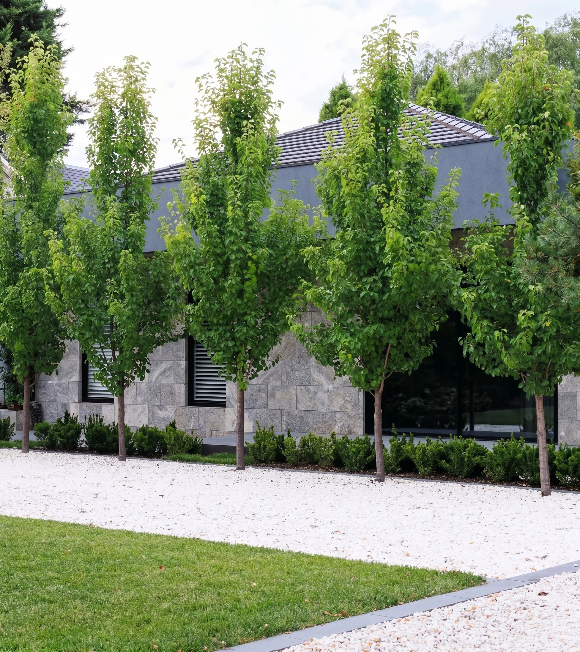 capital-pear-large-trees-screening