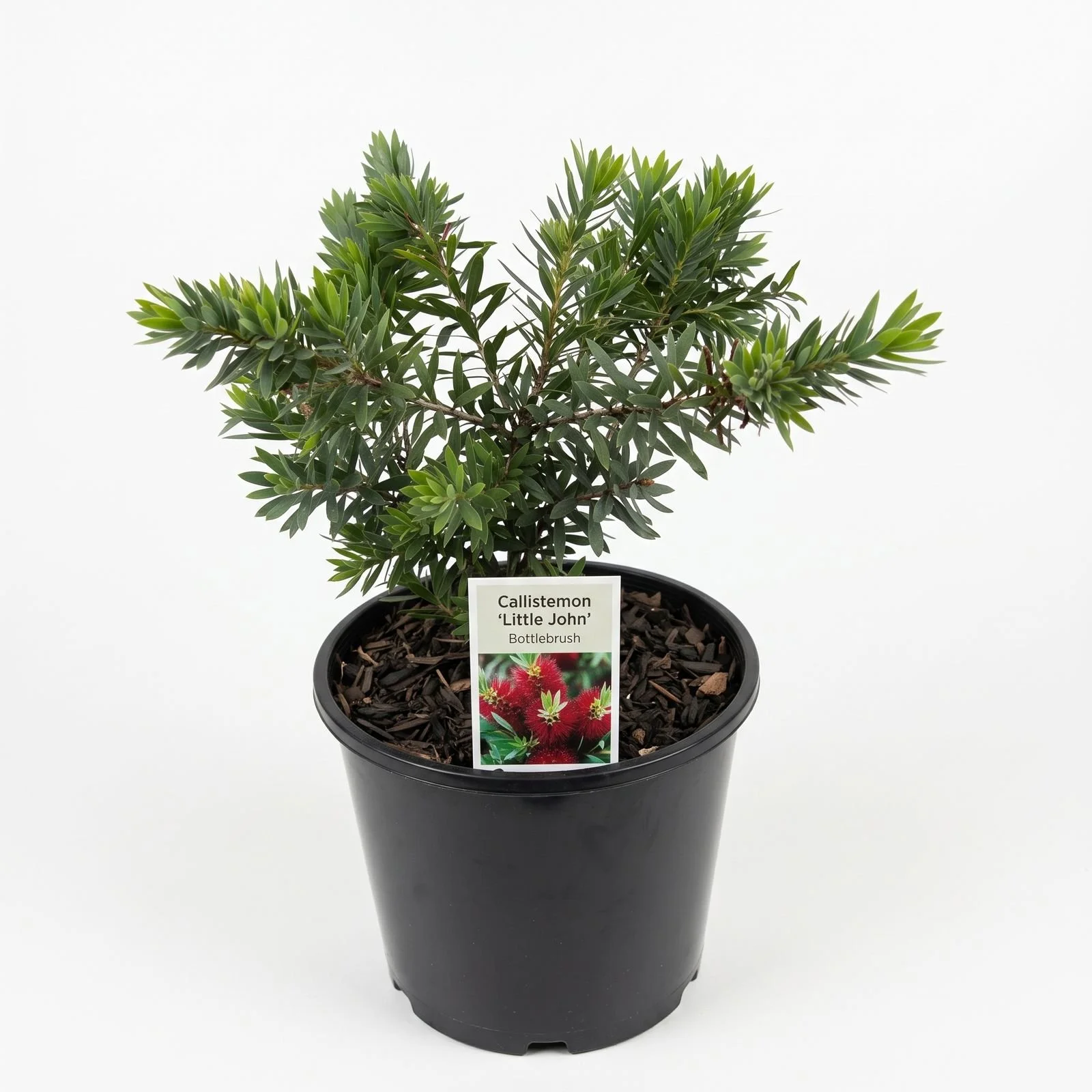 callistemon-little-john-potted.jpg