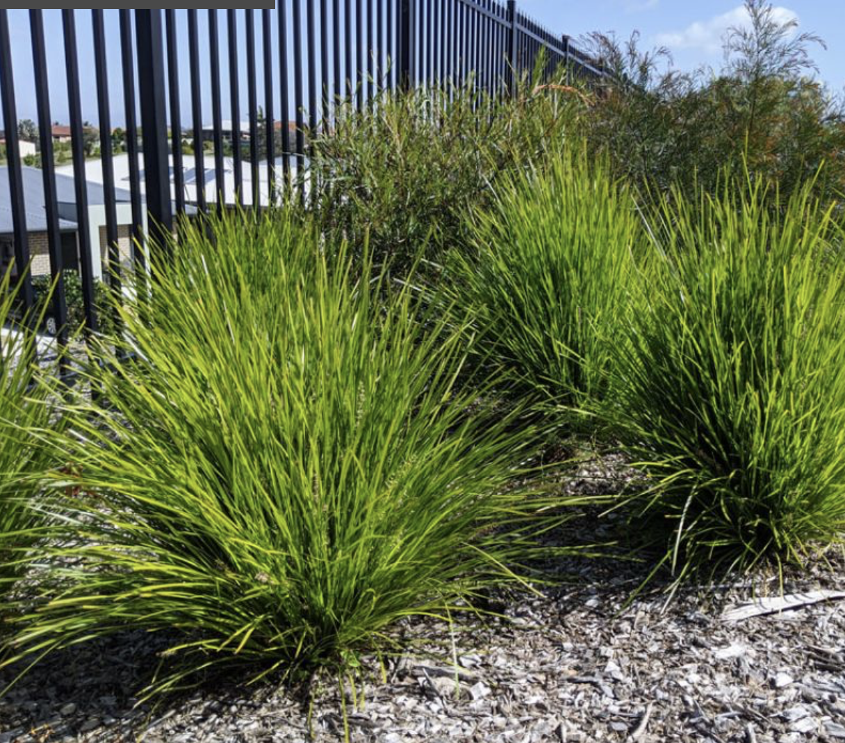 longifolia-lime-tuff