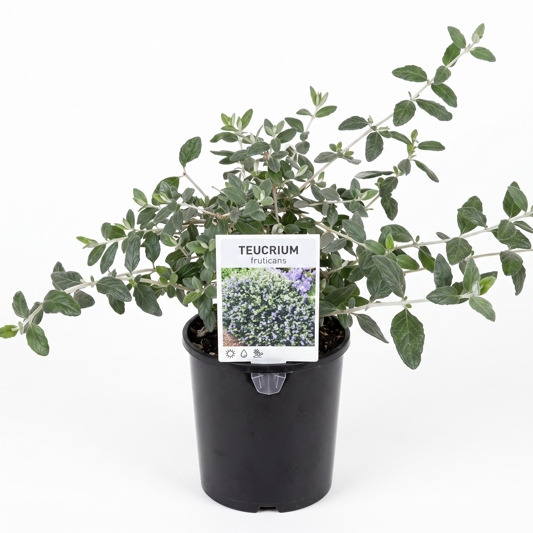 Teucrium fruticans (Small 140mm pot)