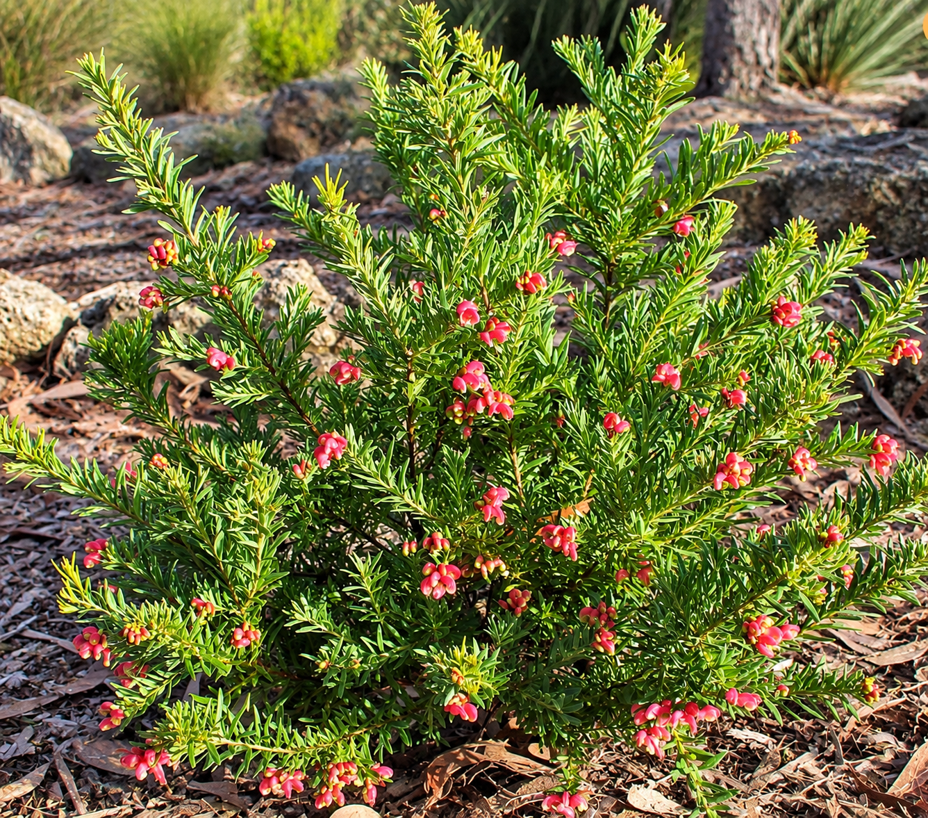 grevillea_fireworks_shrub.png