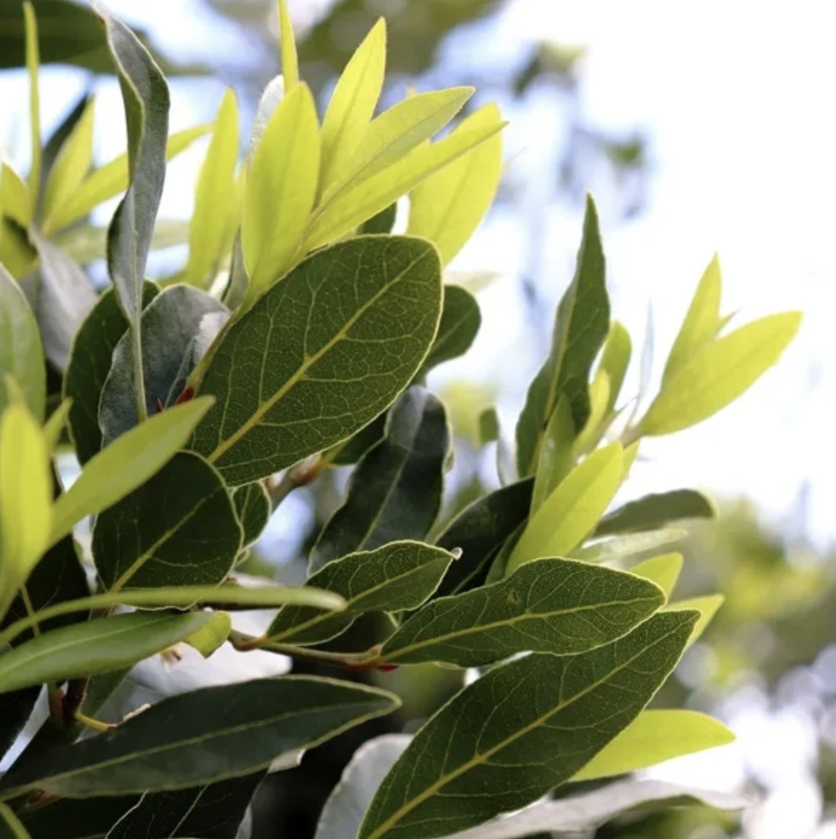 laurus-nobilis-bayleaf-closeup
