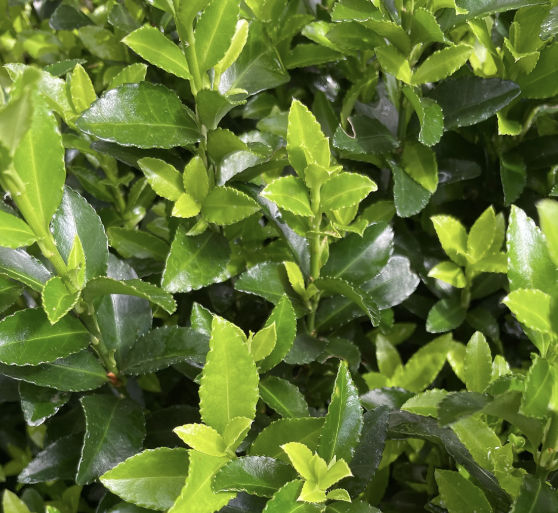 euonymus-japonicus-green-rocket-leaf