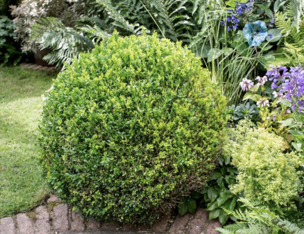buxus-dutchbox-topiary